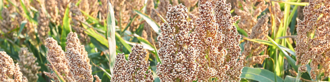 Le sorgho : une céréale d'avenir et sans gluten