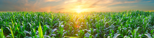 Quelles céréales cultive-t-on en France ?