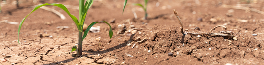 Les sécheresses agricoles en France : défis et solutions