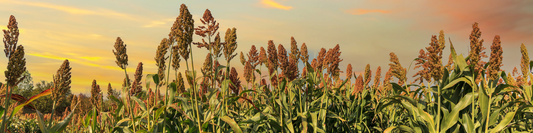 L’impact des excès d’eau sur nos cultures