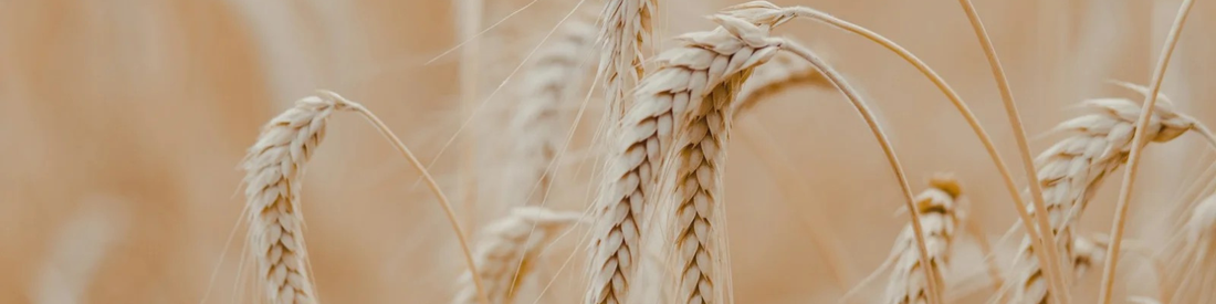 Le gluten : cette protéine qui connait l'intolérance