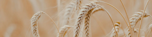 Le gluten : cette protéine qui connait l'intolérance