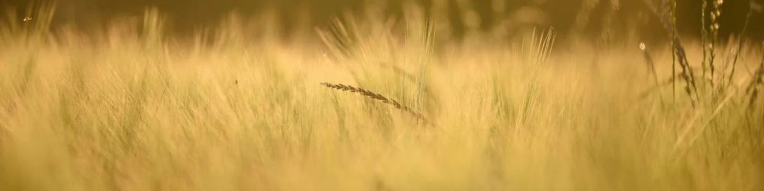 Le Millet : l'ami du sans gluten !