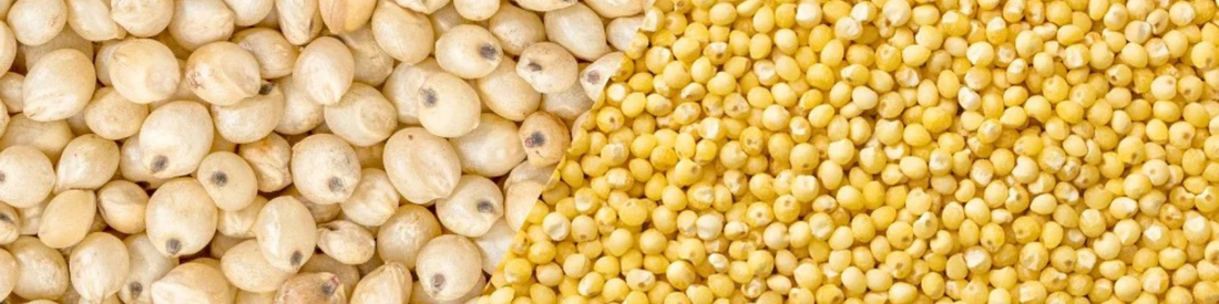 Quelles sont les origines du sorgho et du millet ?