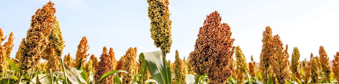 Les bienfaits du sorgho dans votre alimentation