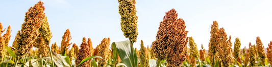 Les bienfaits du sorgho dans votre alimentation