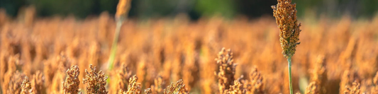 Le sorgho et le millet dans la cuisine sans gluten