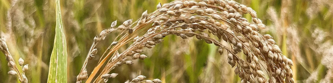 Le millet, une céréale dans l’air du temps en France