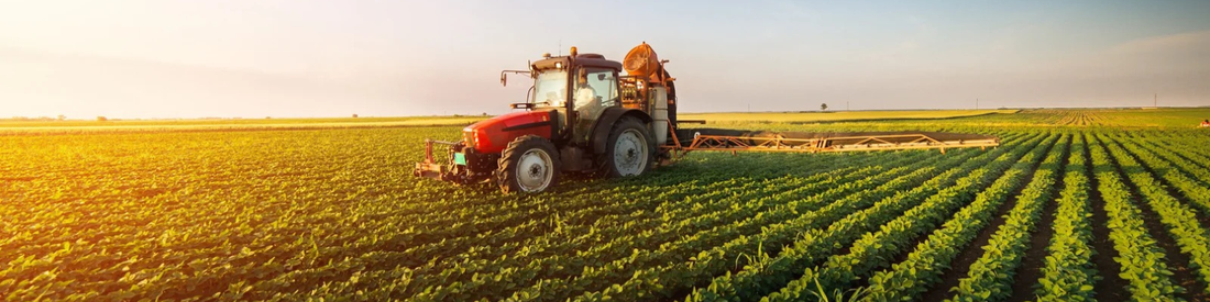 Sorgho et le millet : atouts pour l'agriculture