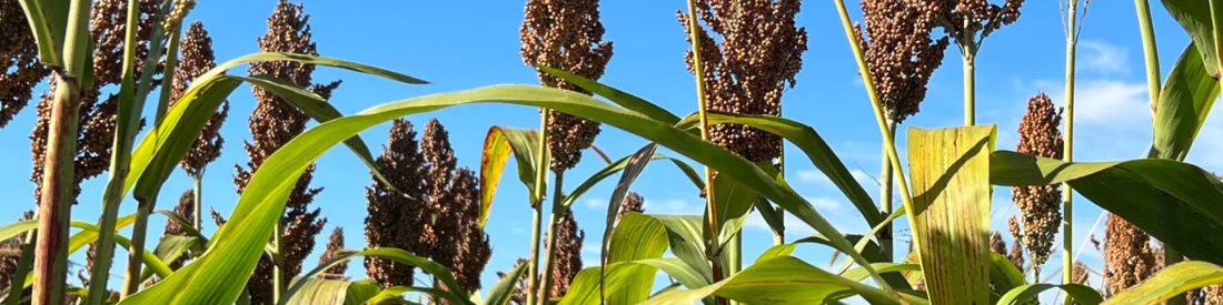 Varier notre alimentation et nos cultures agricoles