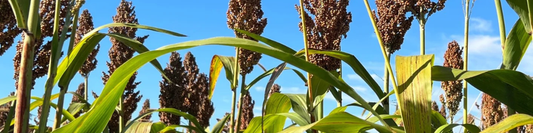 Varier notre alimentation et nos cultures agricoles