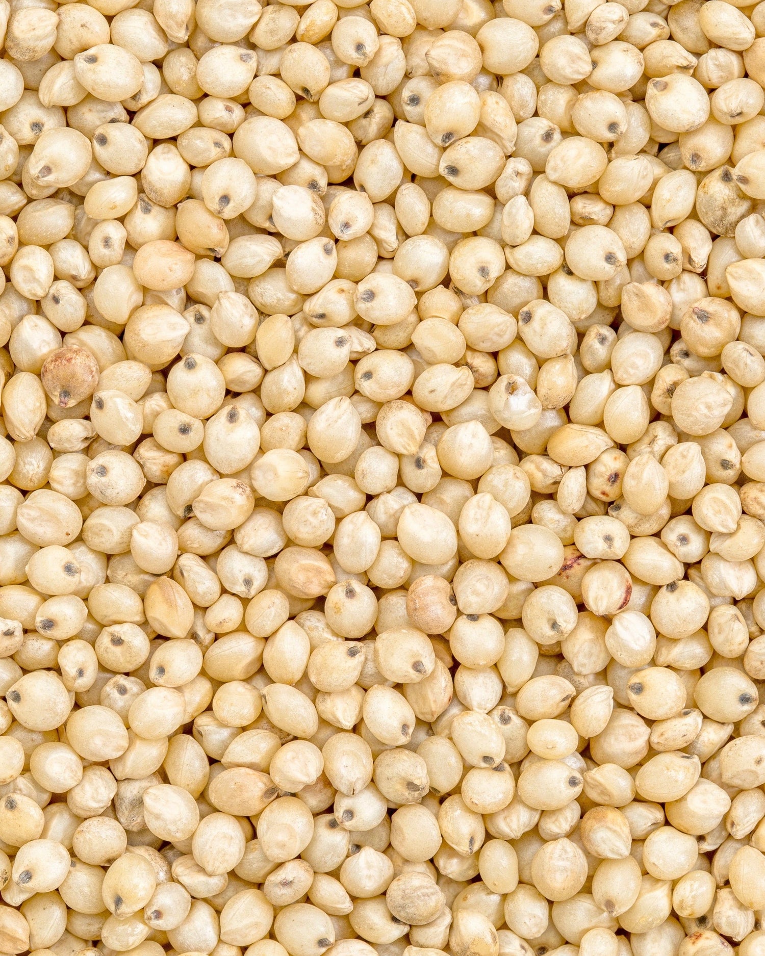 grain sorgho sans gluten bio