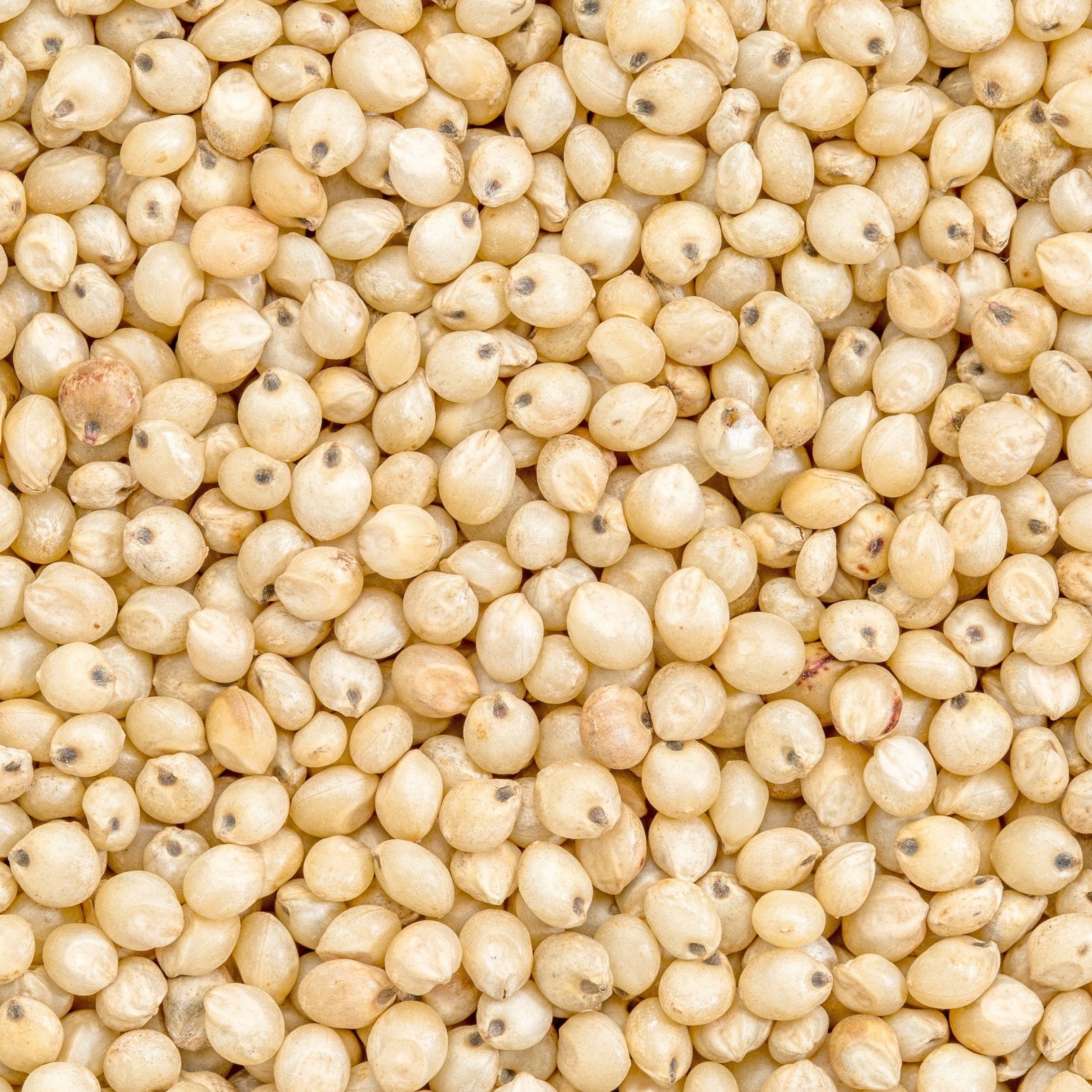 grain sorgho sans gluten bio
