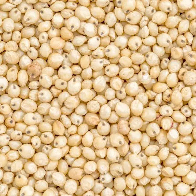 sorgho sans gluten bio vieille graine