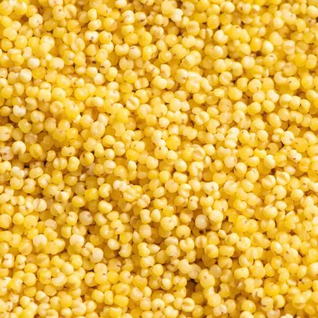 millet sans gluten bio vieille graine